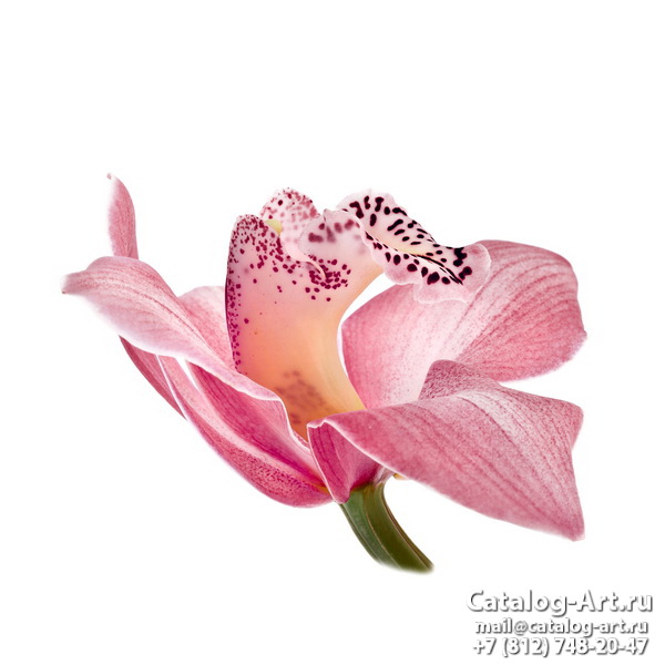 картинки для фотопечати на потолках, идеи, фото, образцы - Потолки с фотопечатью - Розовые орхидеи 50